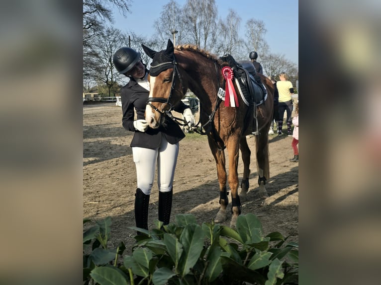 Deutsches Reitpony Wallach 7 Jahre 147 cm Fuchs in Preußisch Oldendorf