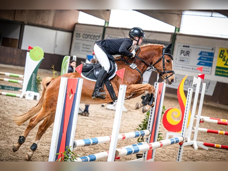 Deutsches Reitpony Wallach 7 Jahre 147 cm Fuchs in Preußisch Oldendorf