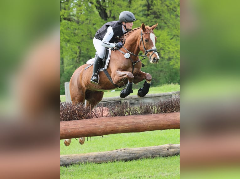 Deutsches Reitpony Wallach 7 Jahre 147 cm Fuchs in Lengenfeld