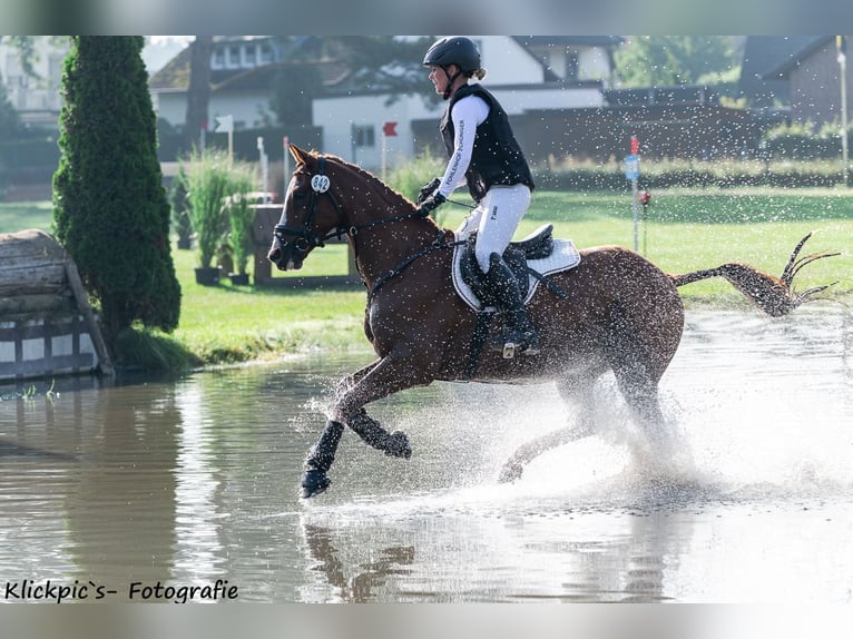 Deutsches Reitpony Wallach 7 Jahre 147 cm Fuchs in Lengenfeld