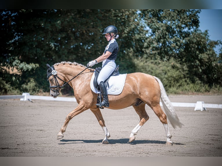 Deutsches Reitpony Wallach 7 Jahre 147 cm Palomino in Ennigerloh