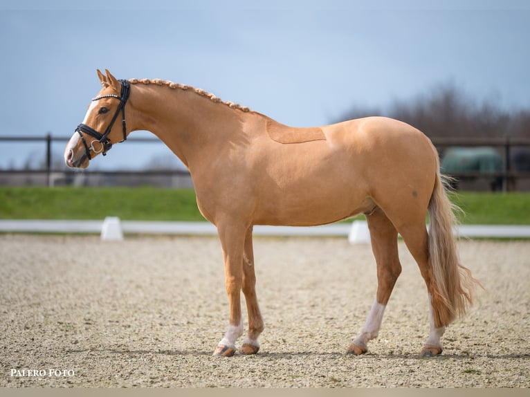 Deutsches Reitpony Wallach 7 Jahre 147 cm Palomino in Skårup