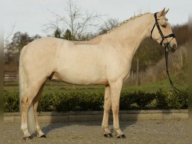 Deutsches Reitpony Wallach 7 Jahre 147 cm Palomino in Sassenberg