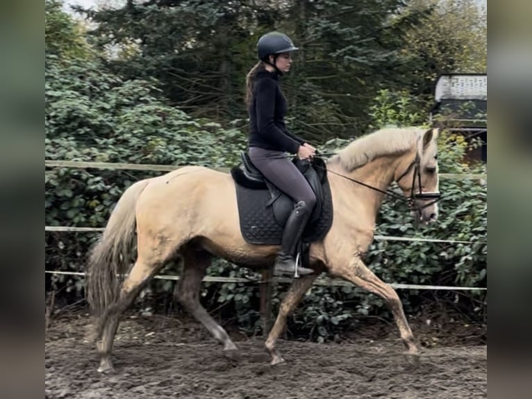 Deutsches Reitpony Wallach 7 Jahre 147 cm Palomino in Oberhausen