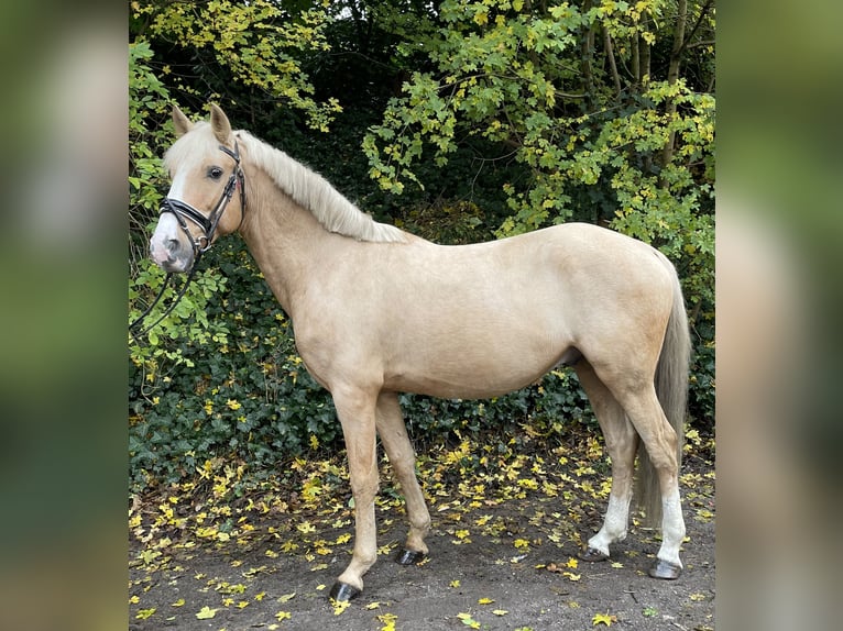 Deutsches Reitpony Wallach 7 Jahre 147 cm Palomino in Oberhausen