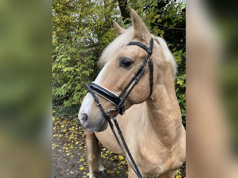 Deutsches Reitpony Wallach 7 Jahre 147 cm Palomino in Oberhausen