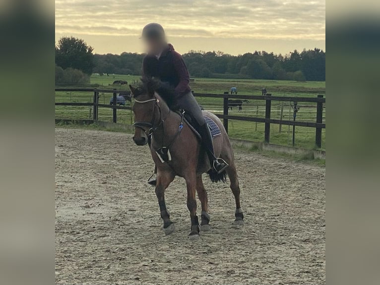 Deutsches Reitpony Wallach 7 Jahre 147 cm Roan-Bay in Schenefeld