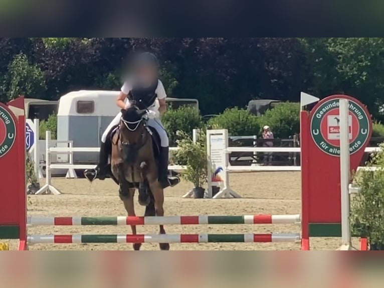 Deutsches Reitpony Wallach 7 Jahre 147 cm Roan-Bay in Schenefeld