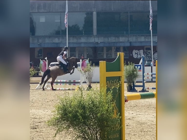 Deutsches Reitpony Wallach 7 Jahre 147 cm Roan-Bay in Schenefeld