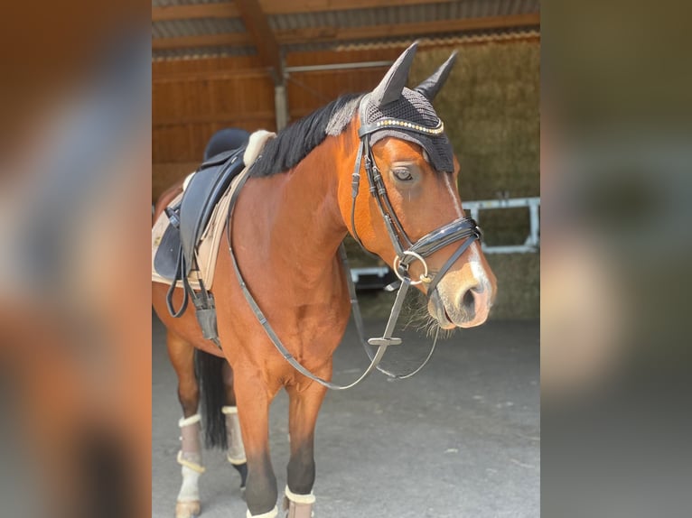 Deutsches Reitpony Wallach 7 Jahre 148 cm Brauner in Regensburg