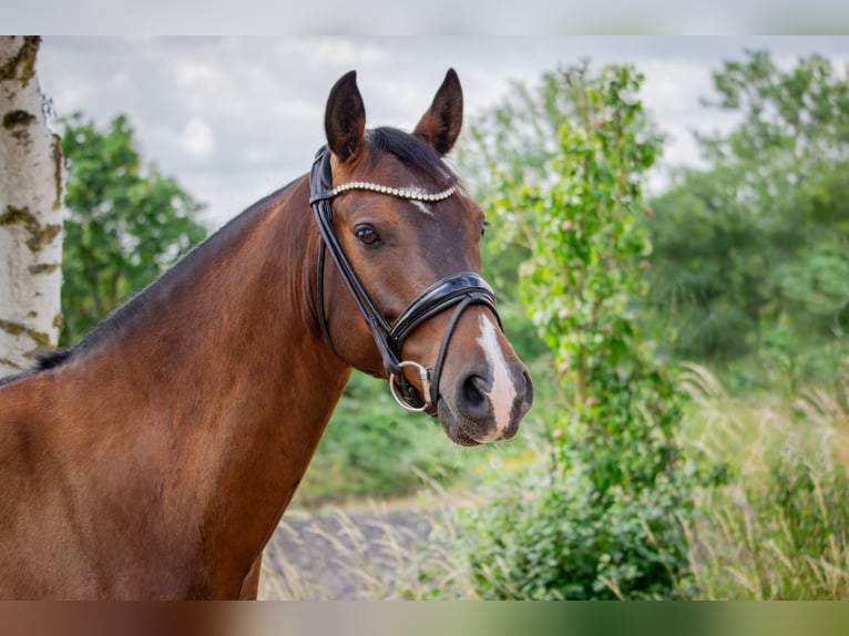 Deutsches Reitpony Wallach 7 Jahre 148 cm Brauner in Isernhagen