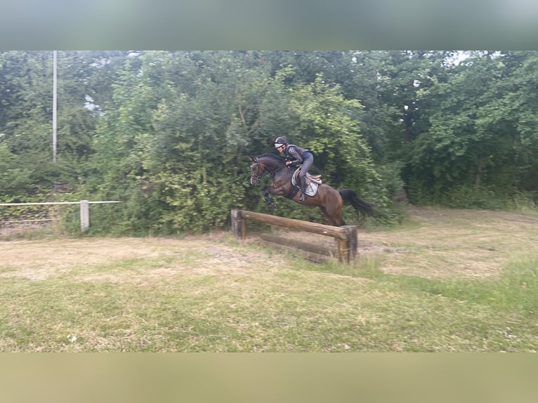 Deutsches Reitpony Wallach 7 Jahre 148 cm Brauner in Isernhagen