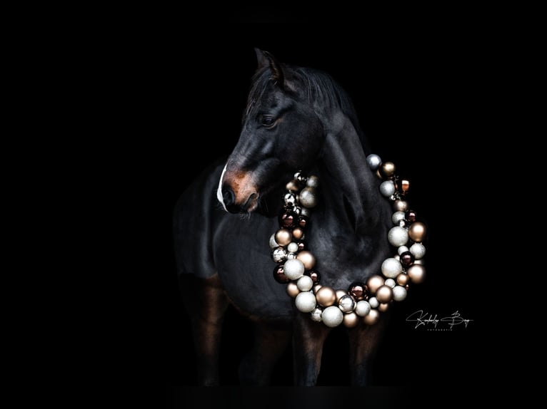 Deutsches Reitpony Wallach 7 Jahre 148 cm Brauner in Isernhagen
