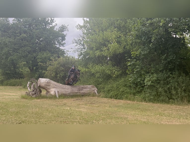 Deutsches Reitpony Wallach 7 Jahre 148 cm Brauner in Isernhagen