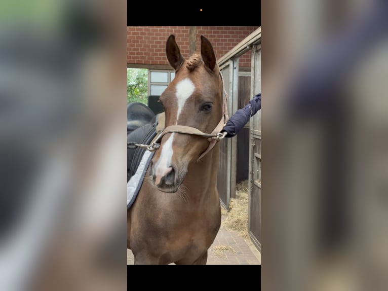 Deutsches Reitpony Wallach 7 Jahre 148 cm Dunkelfuchs in Messingen