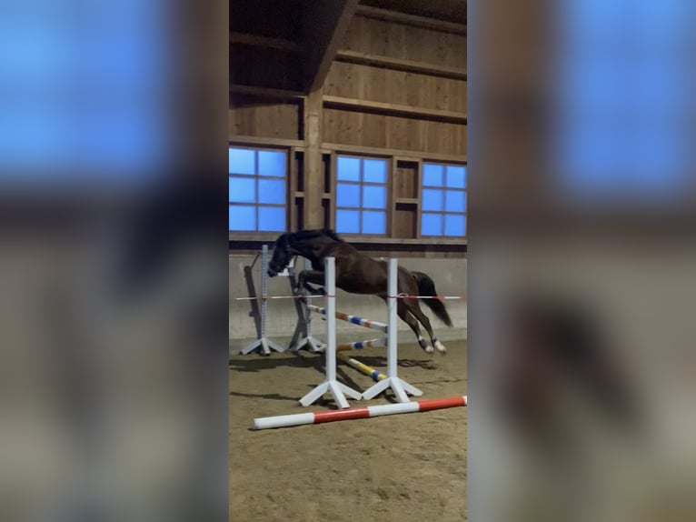 Deutsches Reitpony Wallach 7 Jahre 148 cm Dunkelfuchs in Pliening