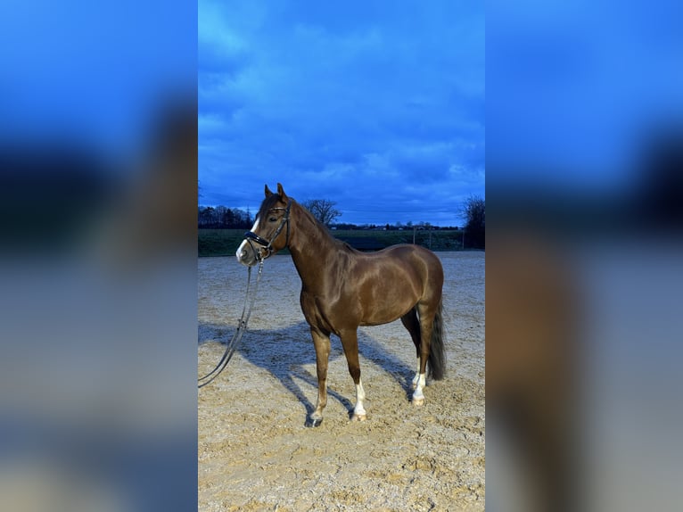 Deutsches Reitpony Wallach 7 Jahre 148 cm Dunkelfuchs in Pliening