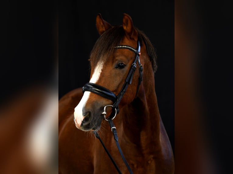 Deutsches Reitpony Wallach 7 Jahre 148 cm Dunkelfuchs in Pliening