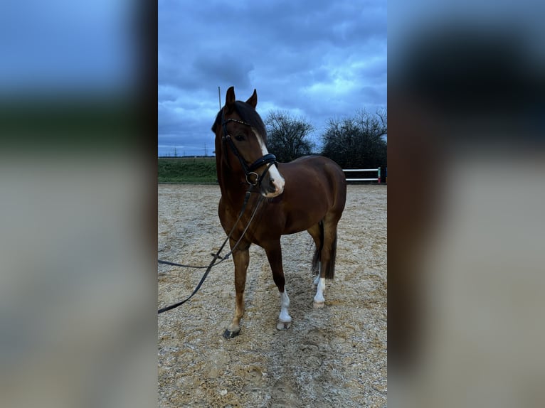 Deutsches Reitpony Wallach 7 Jahre 148 cm Dunkelfuchs in Pliening