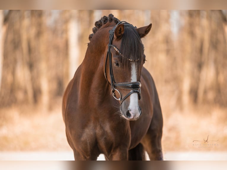 Deutsches Reitpony Wallach 7 Jahre 148 cm Dunkelfuchs in Wehringen