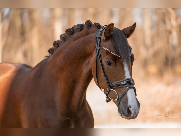 Deutsches Reitpony Wallach 7 Jahre 148 cm Dunkelfuchs in Wehringen