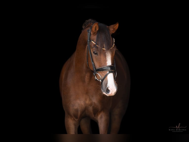 Deutsches Reitpony Wallach 7 Jahre 148 cm Dunkelfuchs in Wehringen