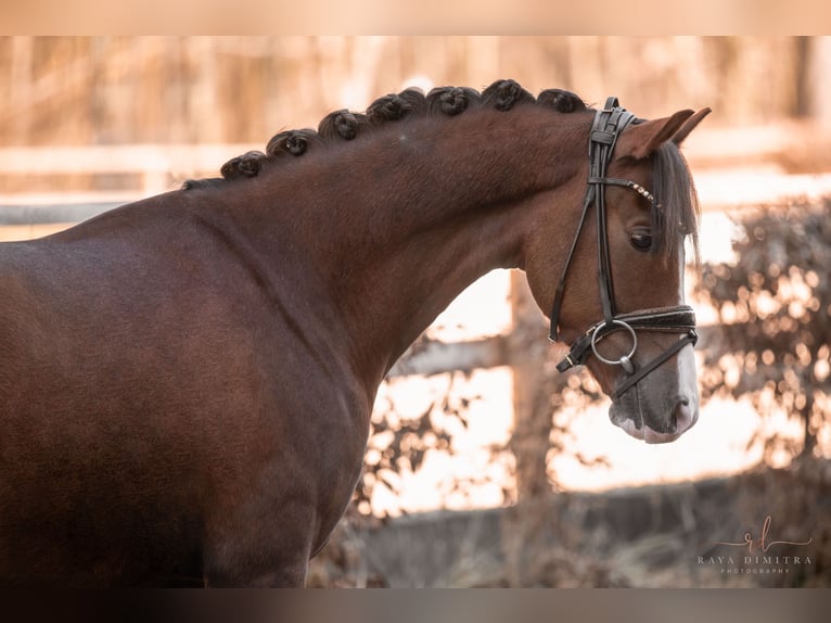 Deutsches Reitpony Wallach 7 Jahre 148 cm Dunkelfuchs in Wehringen