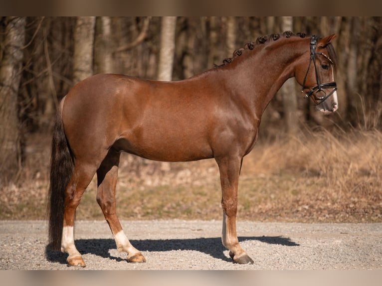 Deutsches Reitpony Wallach 7 Jahre 148 cm Dunkelfuchs in Wehringen