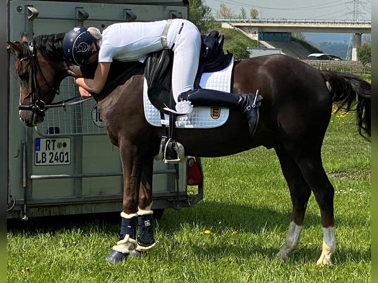 Deutsches Reitpony Wallach 7 Jahre 148 cm Dunkelfuchs in Fellbachh