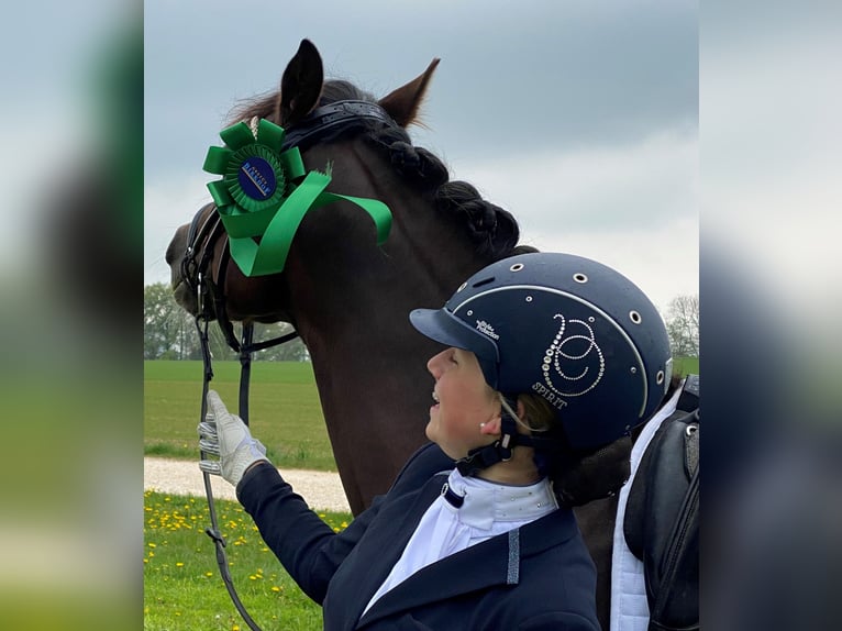 Deutsches Reitpony Wallach 7 Jahre 148 cm Dunkelfuchs in Fellbachh