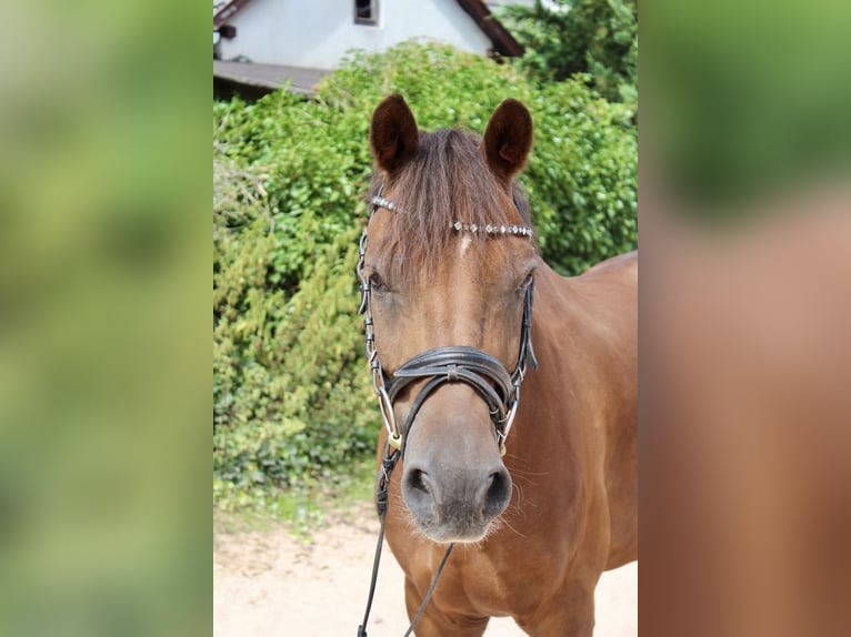 Deutsches Reitpony Wallach 7 Jahre 148 cm Dunkelfuchs in Sonnefeld