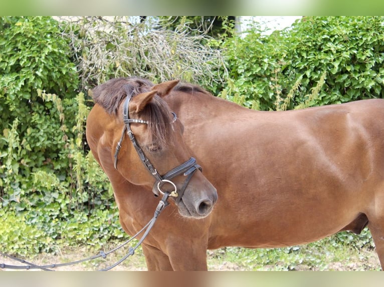 Deutsches Reitpony Wallach 7 Jahre 148 cm Dunkelfuchs in Sonnefeld