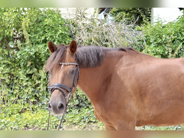 Deutsches Reitpony Wallach 7 Jahre 148 cm Dunkelfuchs in Sonnefeld