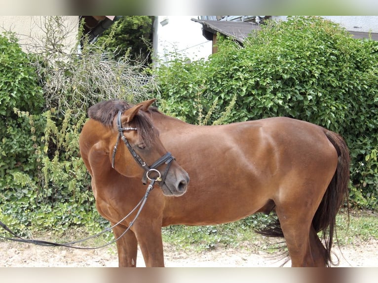 Deutsches Reitpony Wallach 7 Jahre 148 cm Dunkelfuchs in Sonnefeld