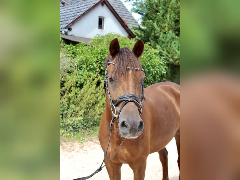 Deutsches Reitpony Wallach 7 Jahre 148 cm Dunkelfuchs in Sonnefeld