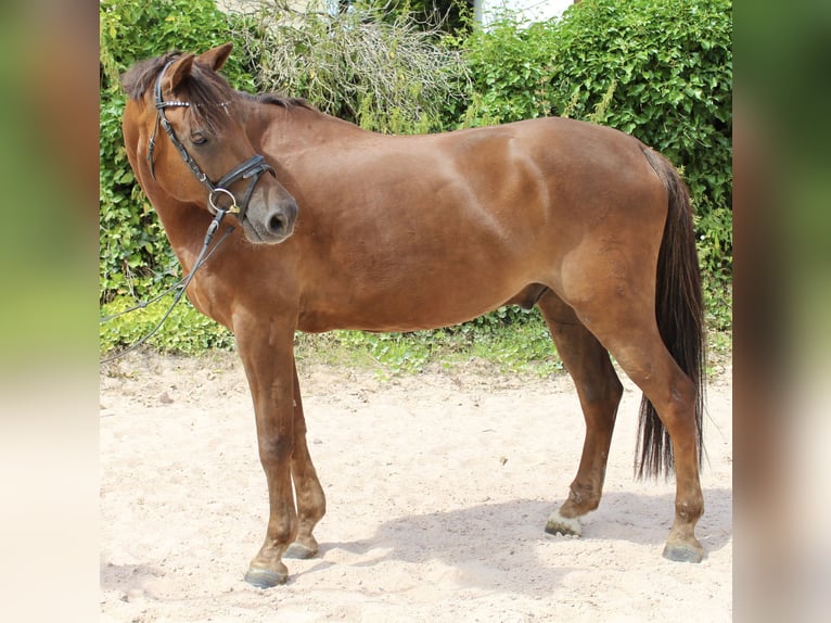 Deutsches Reitpony Wallach 7 Jahre 148 cm Dunkelfuchs in Sonnefeld