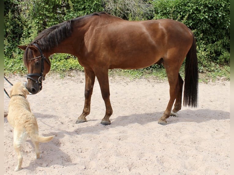 Deutsches Reitpony Wallach 7 Jahre 148 cm Dunkelfuchs in Sonnefeld