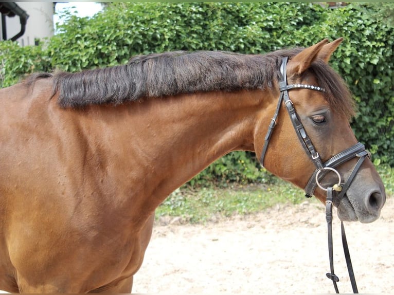 Deutsches Reitpony Wallach 7 Jahre 148 cm Dunkelfuchs in Sonnefeld