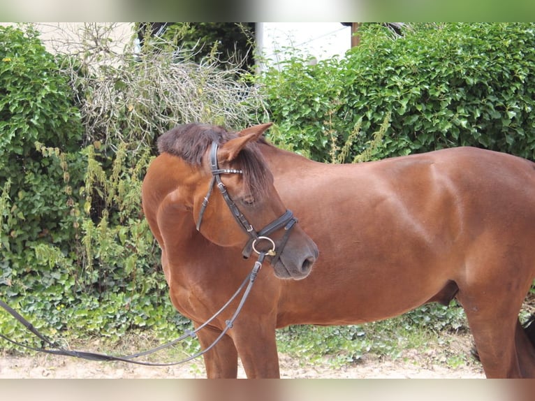 Deutsches Reitpony Wallach 7 Jahre 148 cm Dunkelfuchs in Sonnefeld