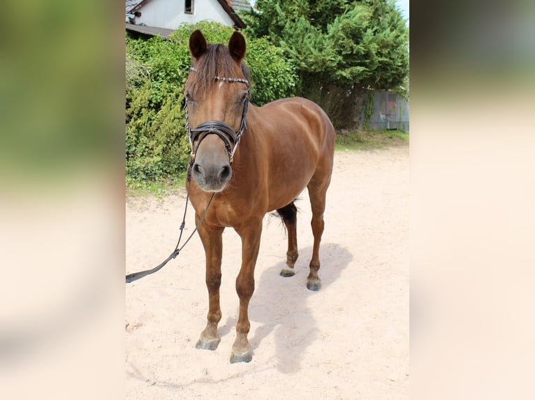 Deutsches Reitpony Wallach 7 Jahre 148 cm Dunkelfuchs in Sonnefeld