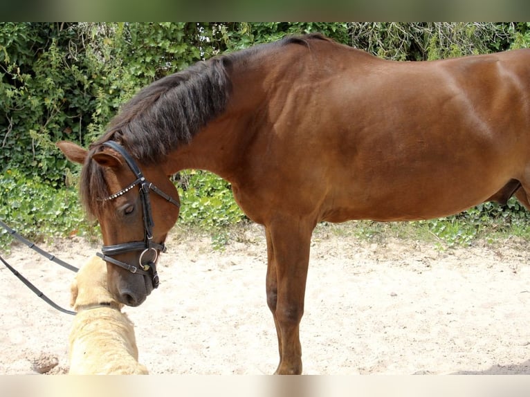 Deutsches Reitpony Wallach 7 Jahre 148 cm Dunkelfuchs in Sonnefeld