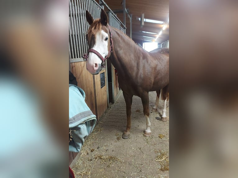 Deutsches Reitpony Wallach 7 Jahre 148 cm Dunkelfuchs in Offingen