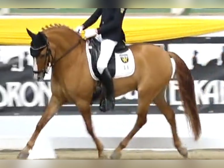 Deutsches Reitpony Wallach 7 Jahre 148 cm Falbe in Rosenheim