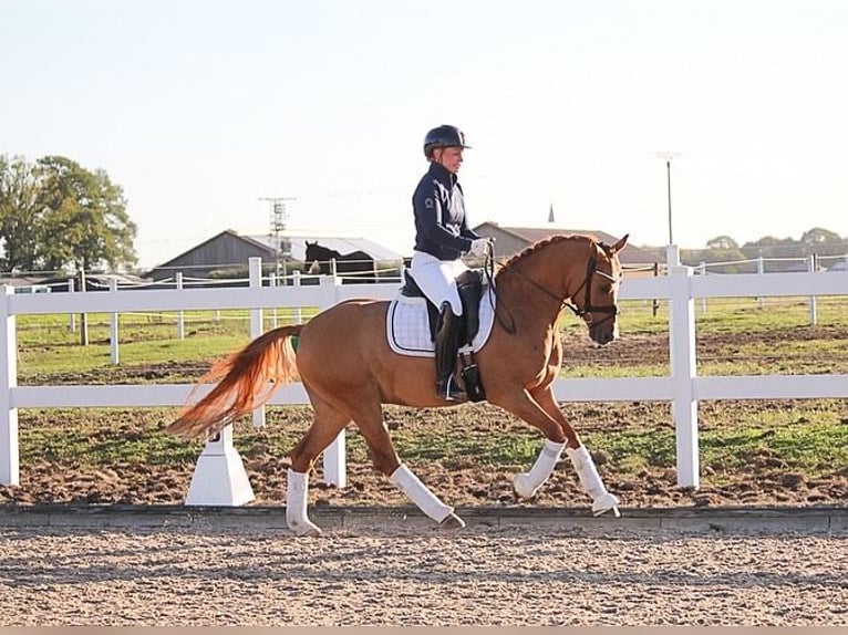 Deutsches Reitpony Wallach 7 Jahre 148 cm Falbe in Recke, bei Osnabrück