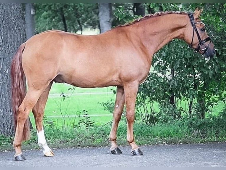 Deutsches Reitpony Wallach 7 Jahre 148 cm Falbe in Recke, bei Osnabrück