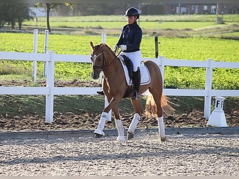 Deutsches Reitpony Wallach 7 Jahre 148 cm Falbe in Recke, bei Osnabrück