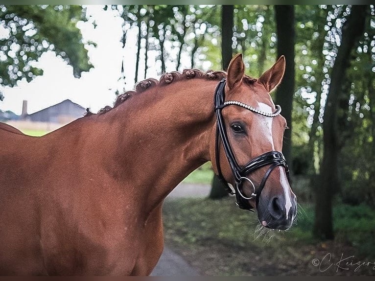 Deutsches Reitpony Wallach 7 Jahre 148 cm Falbe in Recke, bei Osnabrück