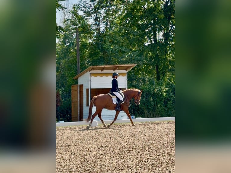 Deutsches Reitpony Wallach 7 Jahre 148 cm Fuchs in Rheinbach