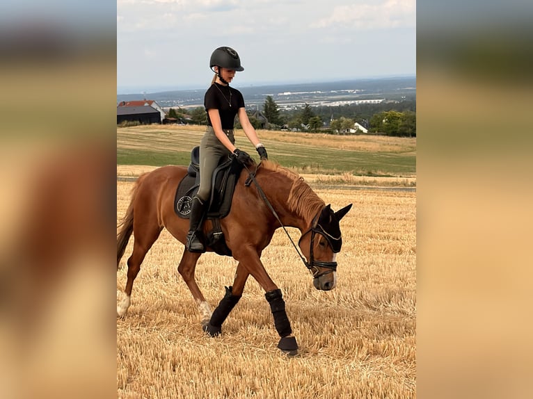 Deutsches Reitpony Wallach 7 Jahre 148 cm Fuchs in Rheinbach