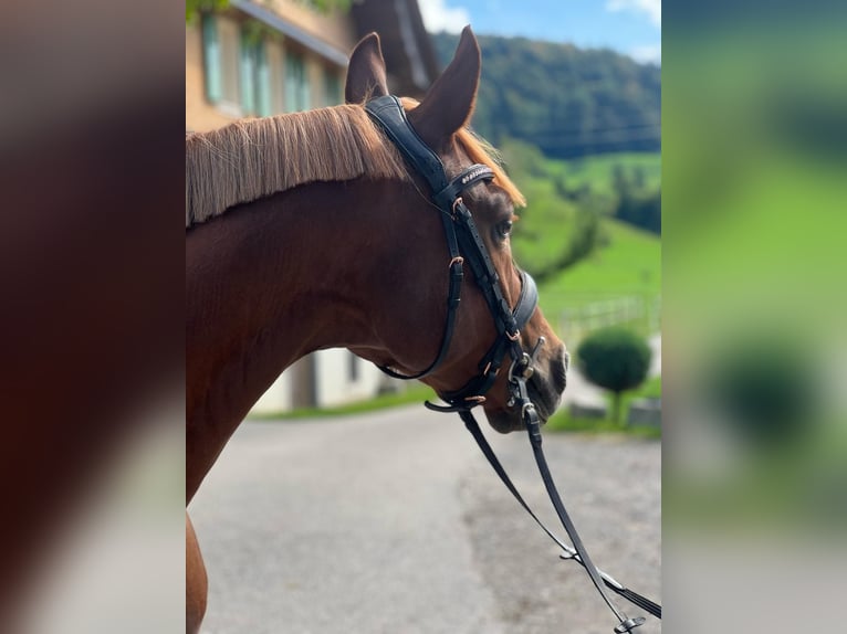 Deutsches Reitpony Wallach 7 Jahre 148 cm Fuchs in Entlebuch